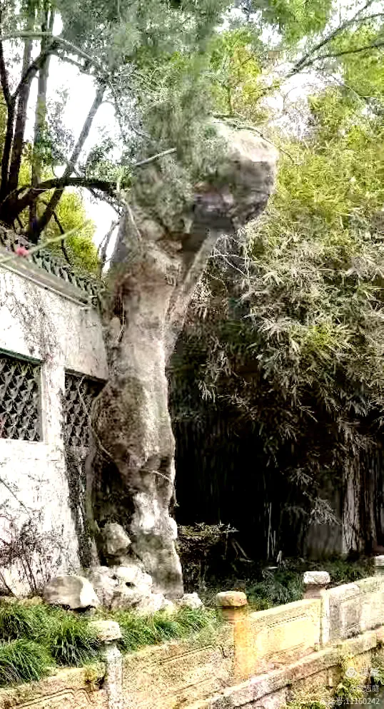 1757年乾隆皇帝第二次游览寄畅园时,问园主此石名,园主答曰"美人石"